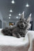 Redford | maine coon kitten