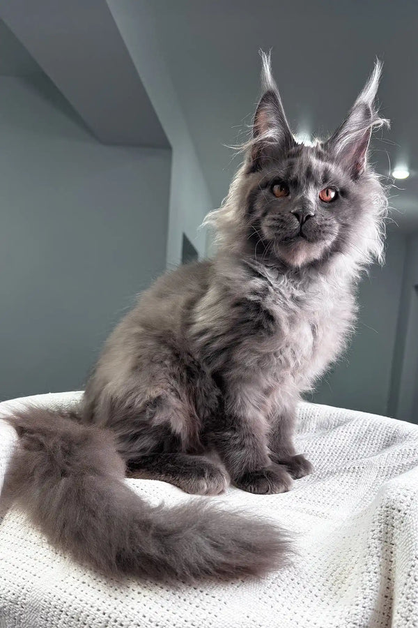 Redford | maine coon kitten