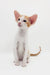 Cute Oriental Shorthair kitten ready to snuggle in Redley product collection