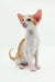 Cute Oriental Shorthair kitten from Redley ready for cuddles and fun