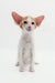 Oriental Shorthair kitten with big ears, the adorable Redley product