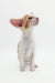 Alert white and orange Oriental Shorthair kitten named Redley