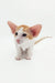 Cute Orange and White Oriental Shorthair Kitten with big ears from Redley