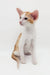 Orange and white Oriental Shorthair kitten featured in Redley product line