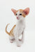 Cute orange and white Oriental Shorthair kitten from Redley collection