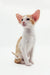 Orange and white Oriental Shorthair kitten from Redley, super cute and playful!