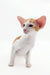 Cute orange and white Oriental Shorthair kitten in Redley product display