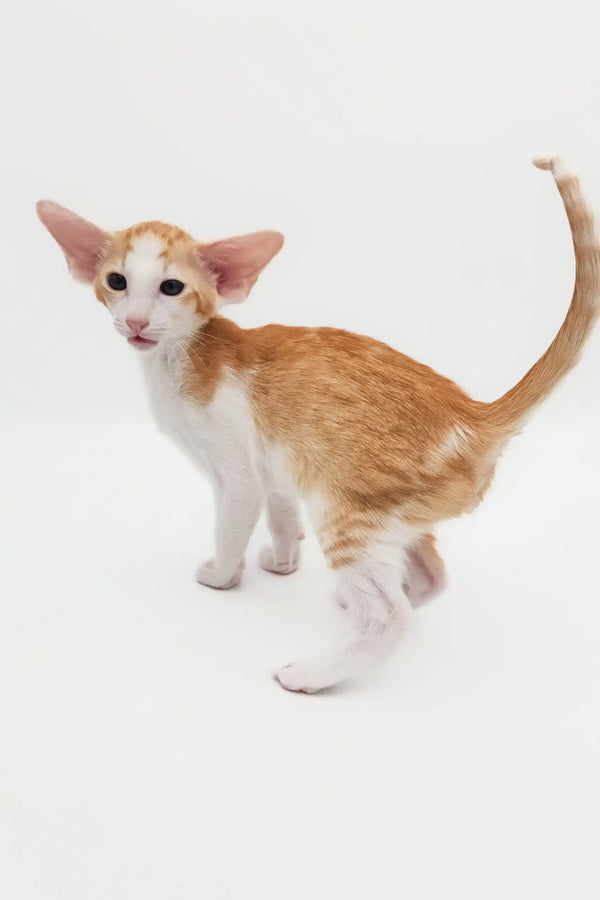 Orange and white Oriental Shorthair kitten in Redley product showcase