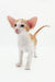 Adorable orange and white Oriental Shorthair kitten named Redley ready for a new home