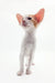 Adorable slender white and orange Slender White and Orange Kitten from Redley collection