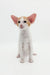 Adorable White and Orange Oriental Shorthair Kitten with big ears, perfect cuddle buddy