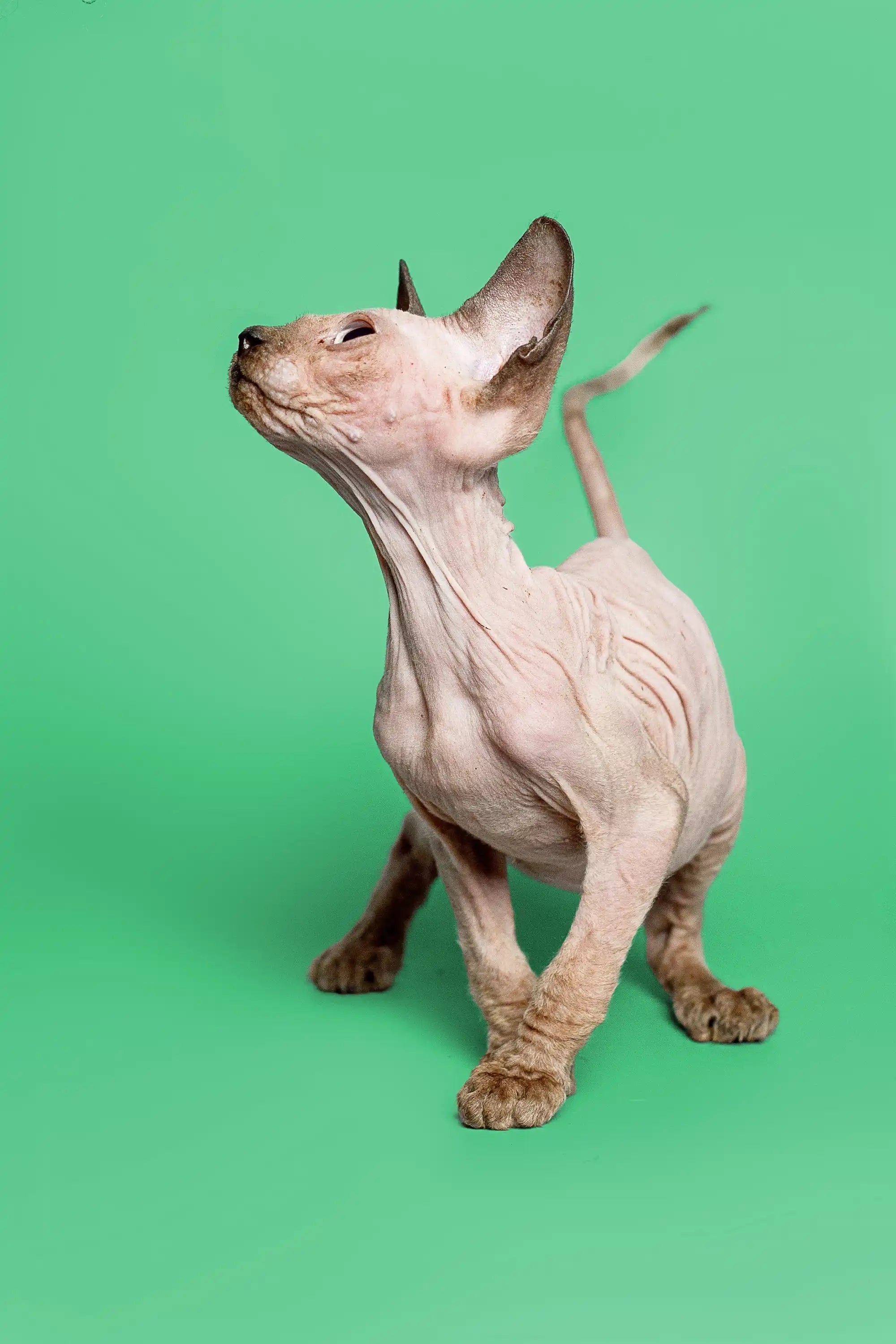 Hairless Sphynx Cats & Kittens for Sale Reese | Kitten