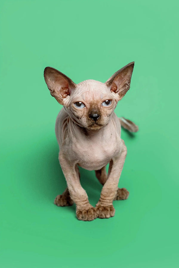 Meet Reese, the adorable female Sphynx kitten with wrinkled skin and big ears