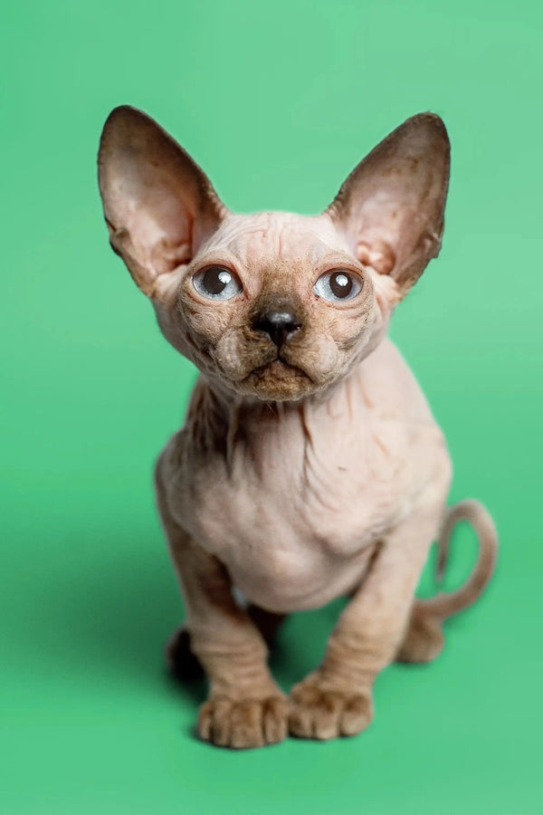 Adorable female Sphynx kitten, Meet Reese with big ears and wrinkled skin