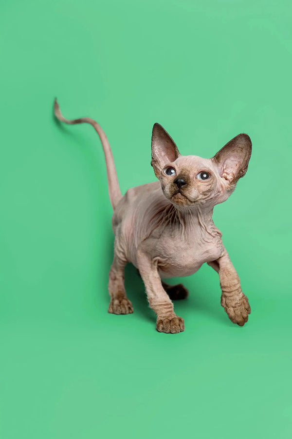 Meet Reese, an adorable female Sphynx kitten with wrinkled skin and big ears