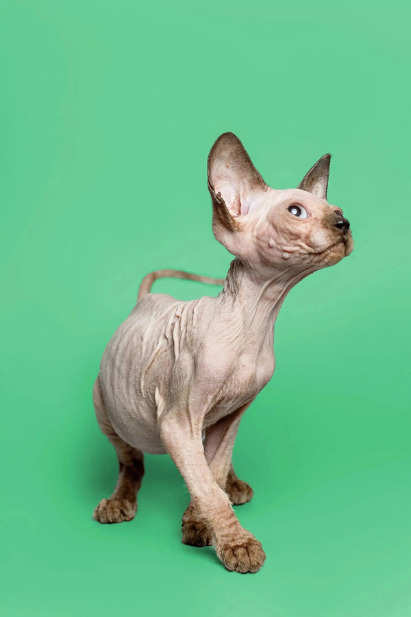 Adorable female Sphynx kitten Reese standing alert, ready to charm you!