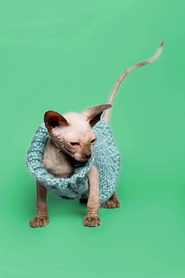 Adorable female Sphynx kitten Reese in a light blue knitted sweater