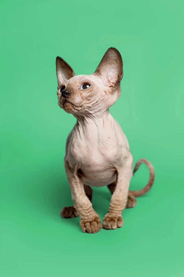Adorable female Sphynx kitten Reese sitting upright with alert expression and big ears