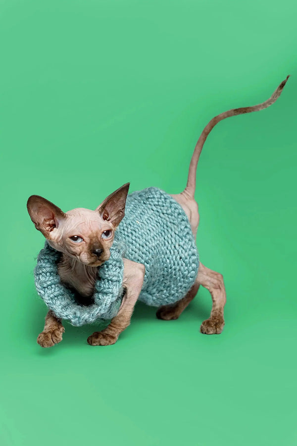 Adorable female Sphynx kitten, meet Reese in a cozy knitted blue sweater