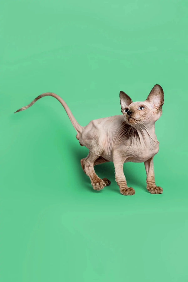 Adorable female Sphynx kitten Reese with wrinkled skin and big ears standing proudly
