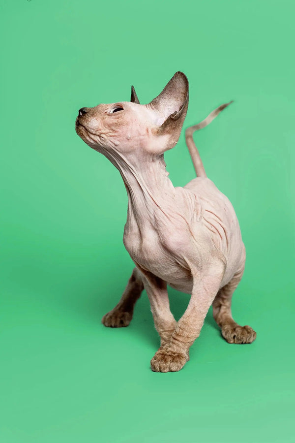 Adorable female Sphynx kitten Reese standing on hind legs against a green backdrop
