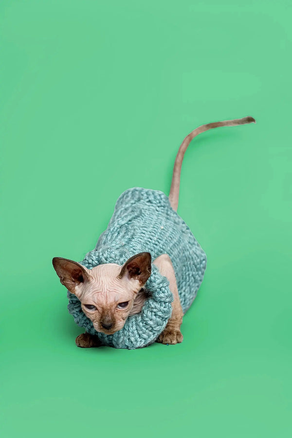 Adorable female Sphynx wearing a blue sweater, meet Reese the Sphynx kitten