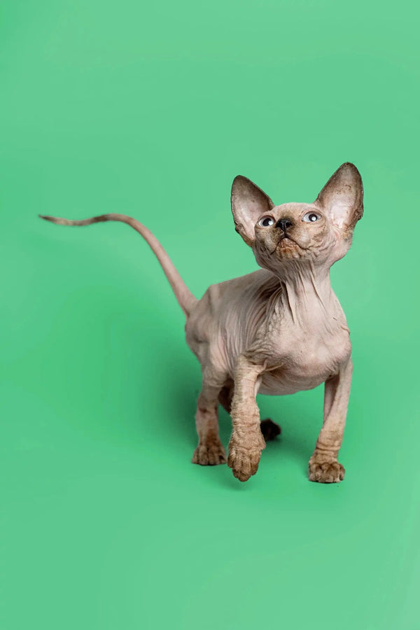 Adorable female Sphynx kitten named Reese with large ears and wrinkled skin standing alert