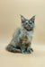 Gray and white Maine Coon kitten with stunning blue eyes sitting upright