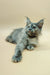 Gray Maine Coon kitten with fluffy coat and ear tufts in Regina | Maine Coon Kitten