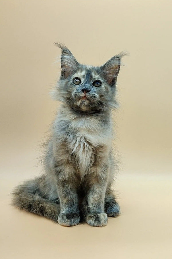 Fluffy gray Maine Coon kitten with cute ear tufts and alert expression ready to play