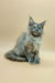 Fluffy gray Maine Coon kitten with bright blue eyes sitting upright