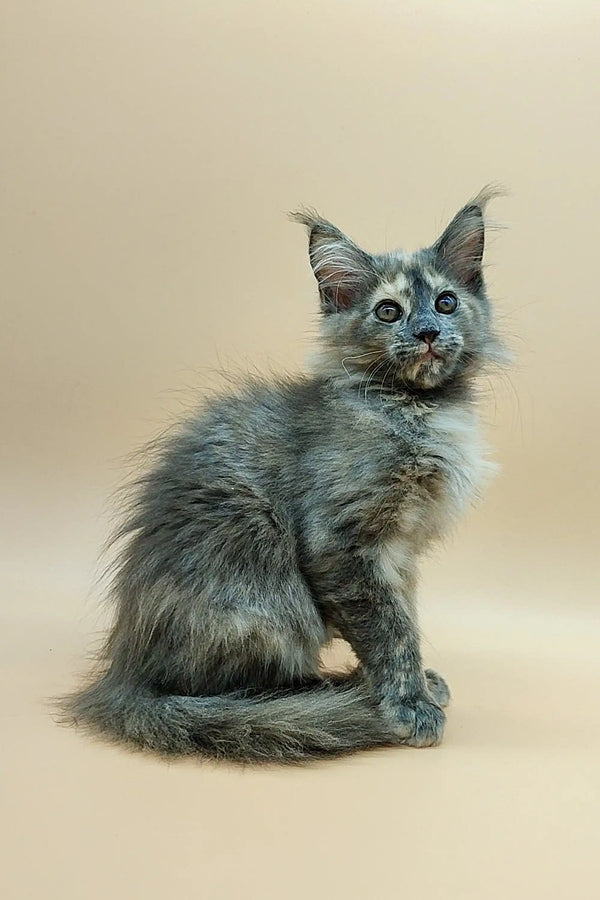 Gray Maine Coon kitten with bright eyes and alert ears sitting proudly