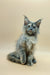 Fluffy gray Maine Coon kitten sitting upright with an alert expression