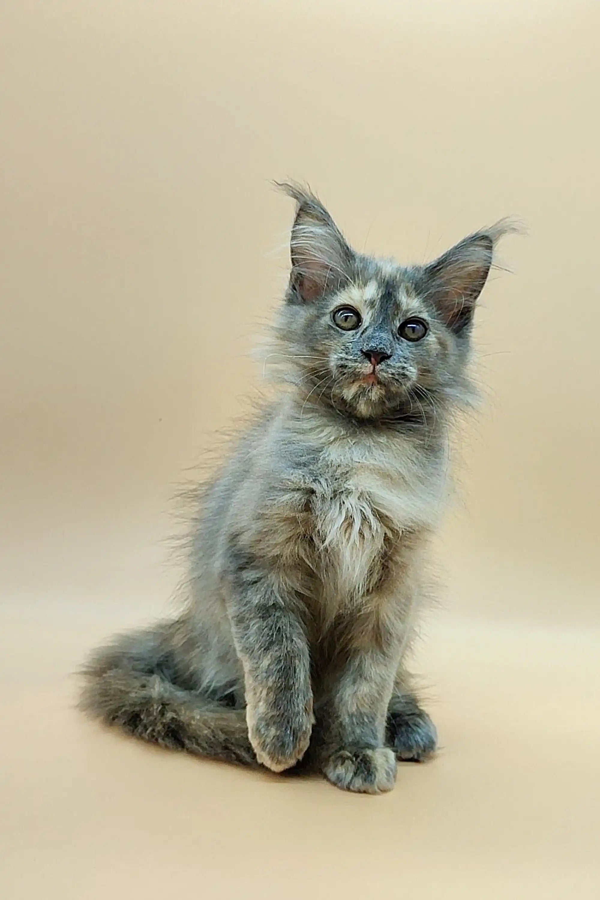 Maine Coon Kittens for Sale Regina | Kitten