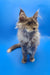 Fluffy gray Maine Coon kitten with ear tufts, perfect for anyone loving Coon kittens