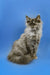 Fluffy Long-haired gray Maine Coon kitten sitting upright