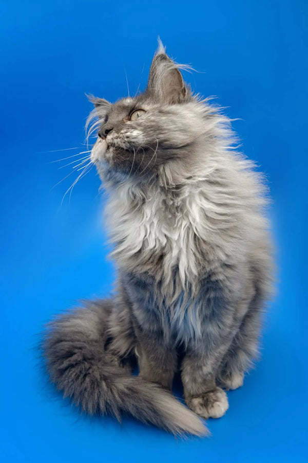 Long-haired gray Maine Coon kitten with fluffy coat and pointed ears