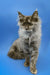 Fluffy gray Maine Coon kitten with pointed ears sitting upright, looking adorable