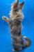 Fluffy gray Maine Coon kitten standing on hind legs with one paw raised