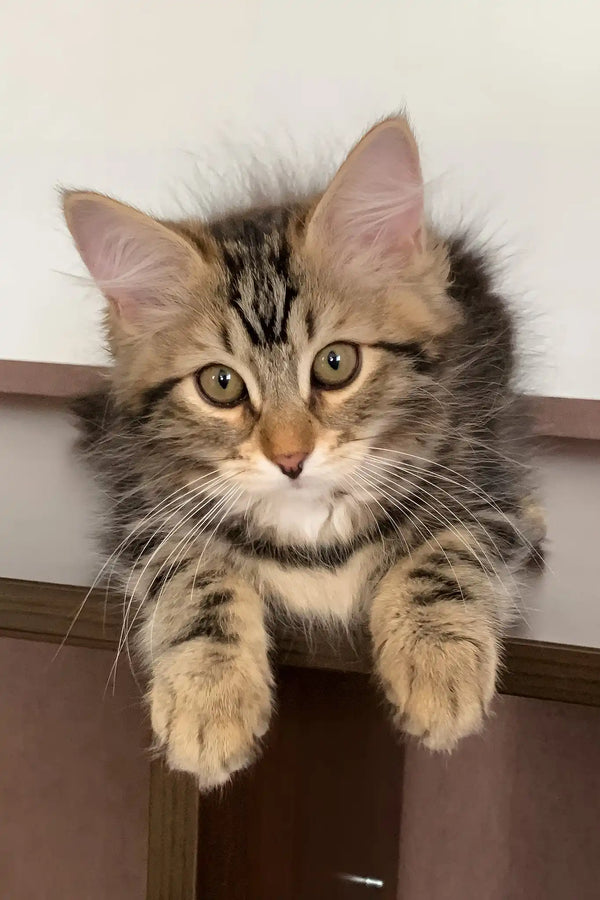 Regina | siberian kitten