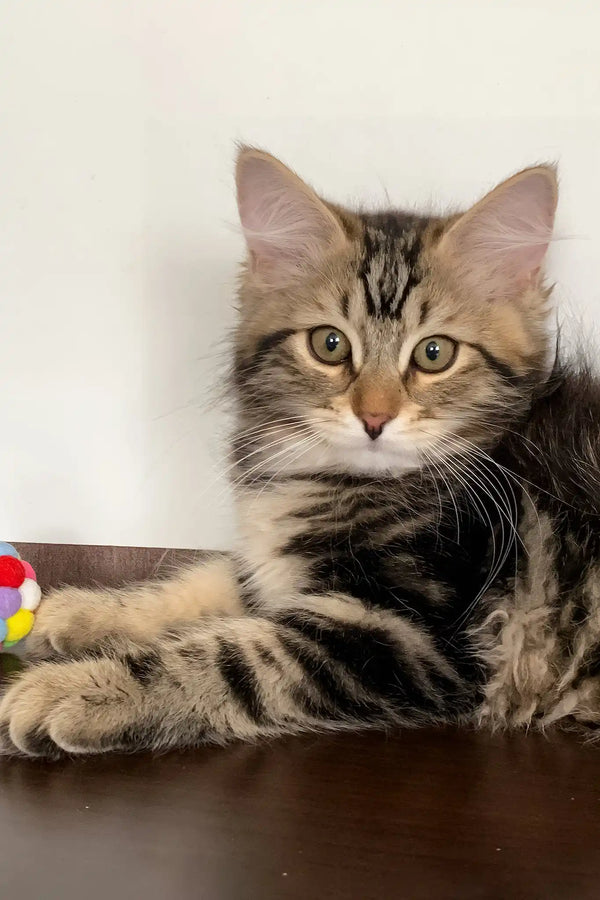 Regina | siberian kitten