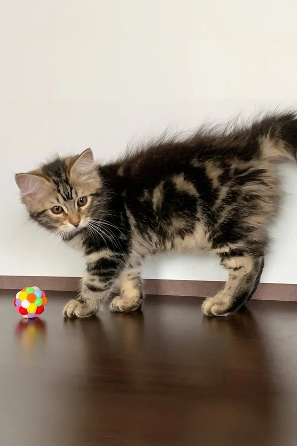 Regina | siberian kitten