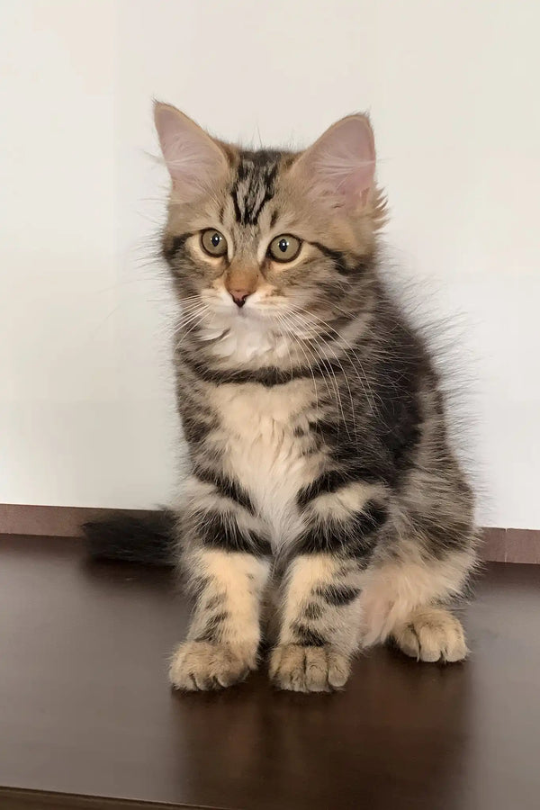 Regina | siberian kitten