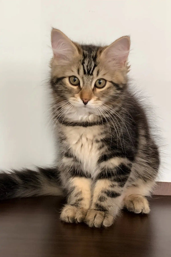 Regina | siberian kitten