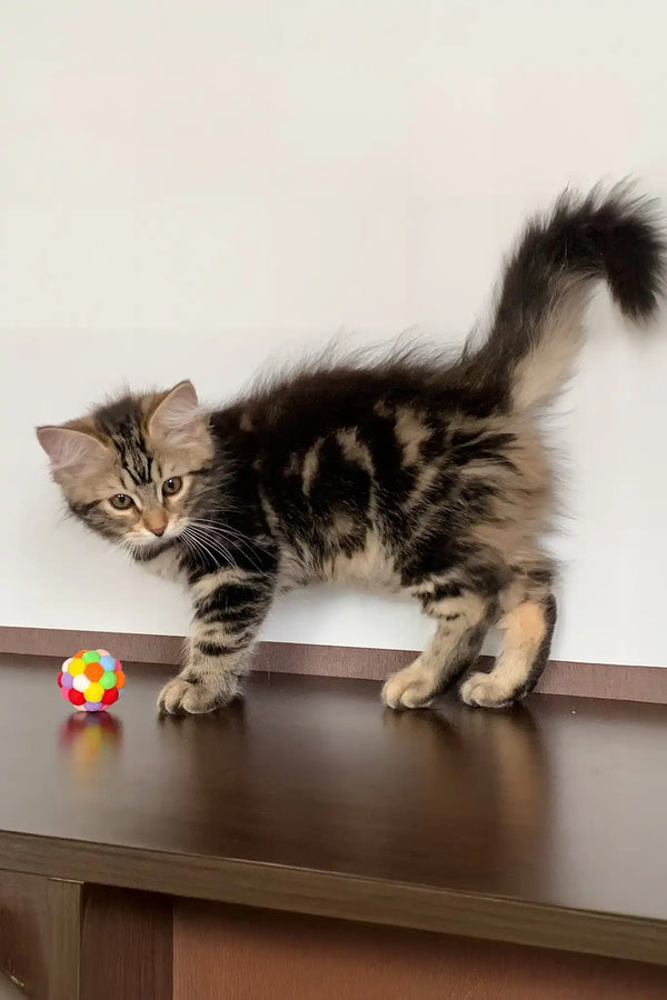 Regina | siberian kitten