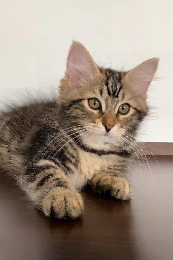 Regina | siberian kitten