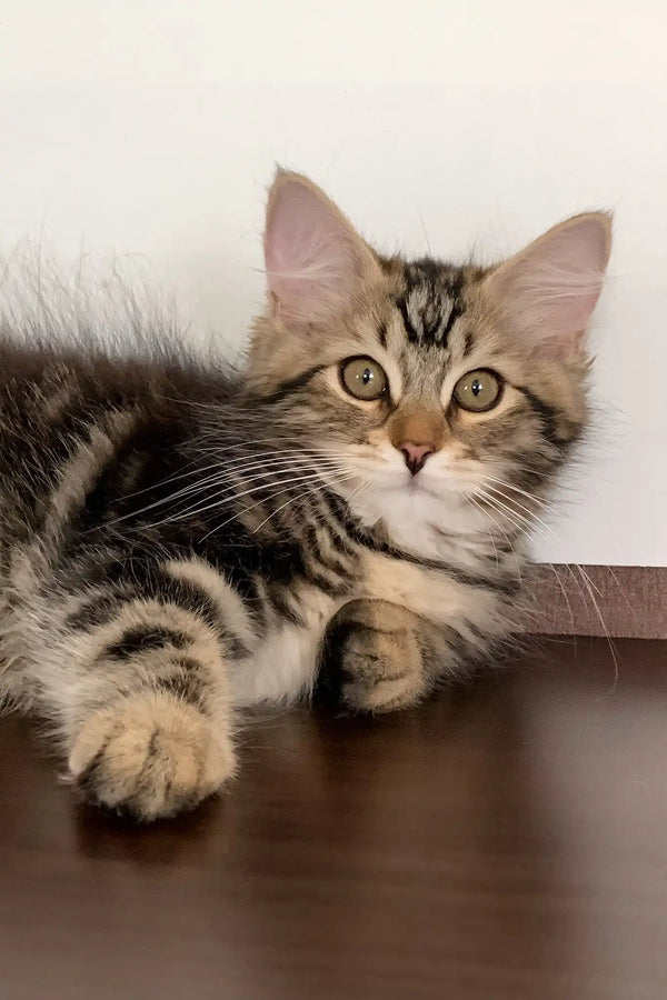 Regina | siberian kitten