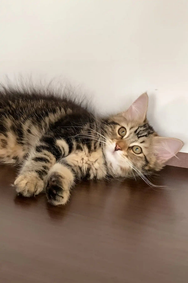 Regina | siberian kitten