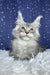 Regis | maine coon kitten