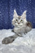 Regis | maine coon kitten